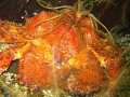  Puget sound king crab Agamemnon channel BC. BC  